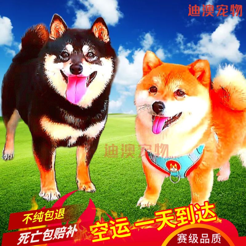 原创为什么柴犬很贵？哪里可以买到高性价比的柴犬？