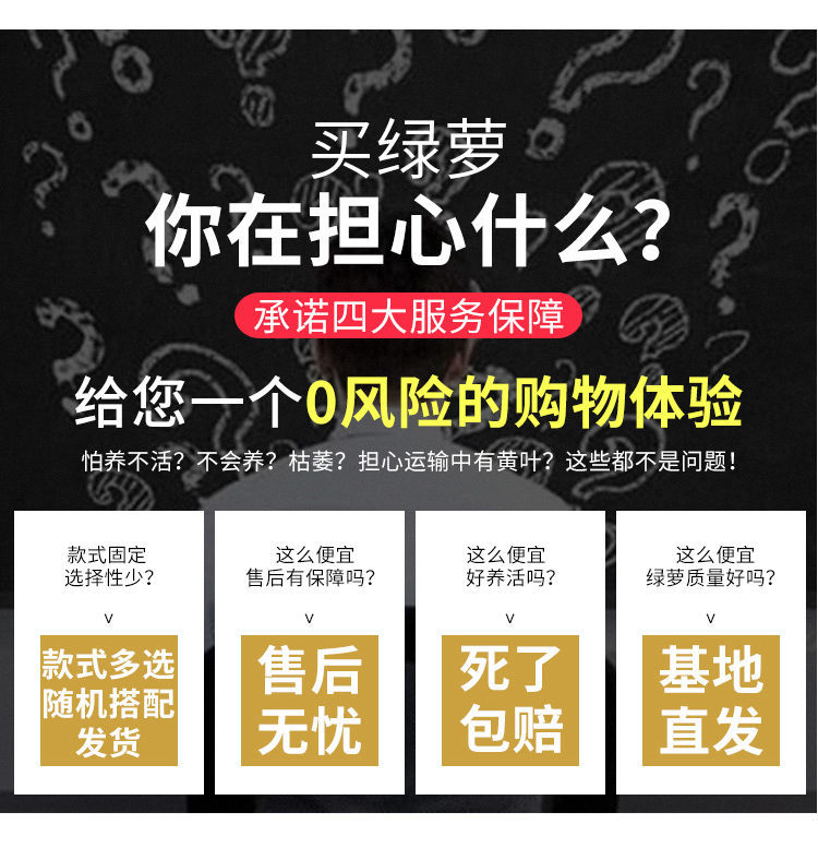 绿萝盆栽室内客厅绿植花卉家用净化空气绿箩植物室内吸除甲醛